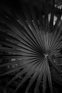 a black and white photo of a palm leaf